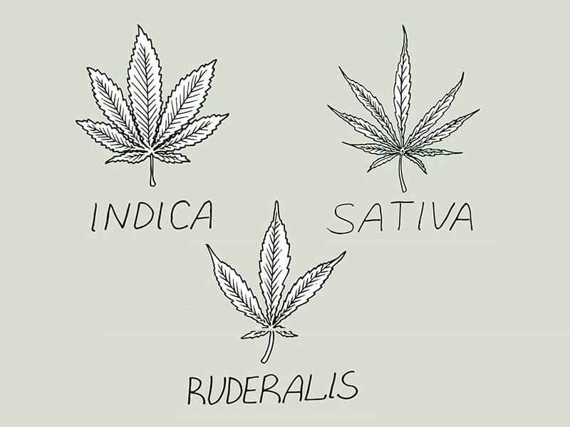 Vrste konoplje