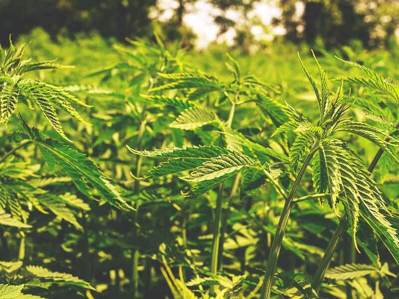 Uporaba konoplje za začetnike