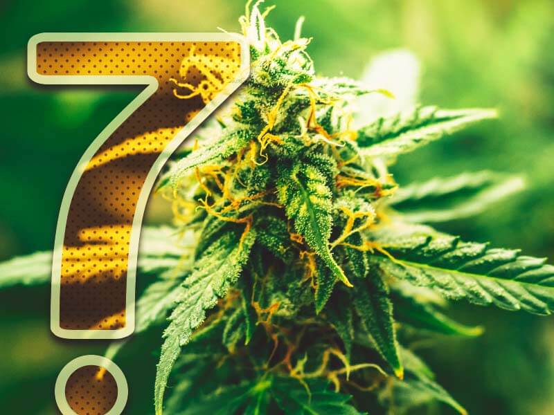 Sedem stvari, ki jih morate vedeti o »zastrupitvi« s konopljo