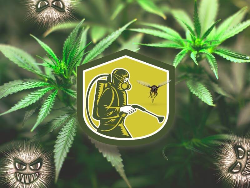 Škodljivci konoplje