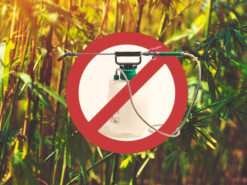 Pesticidi in konoplja