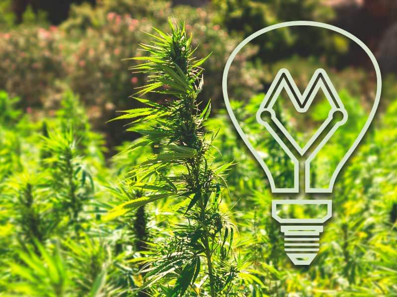 Nasveti za gojenje industrijske konoplje