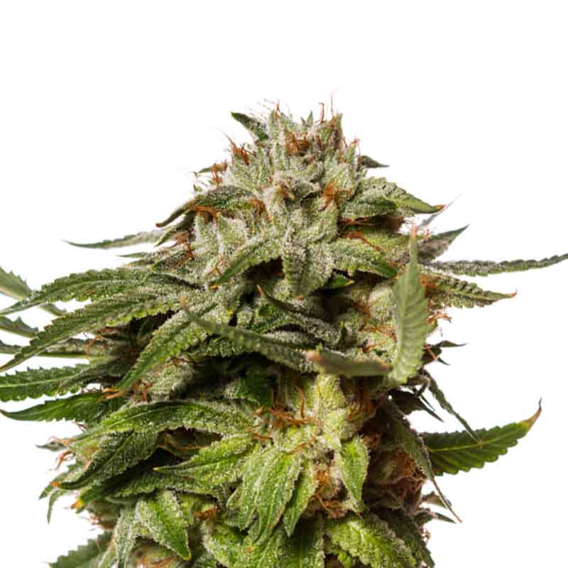 AK-47 Classic Cvet - KonopljaNet Cvet semena AK-47 Classic