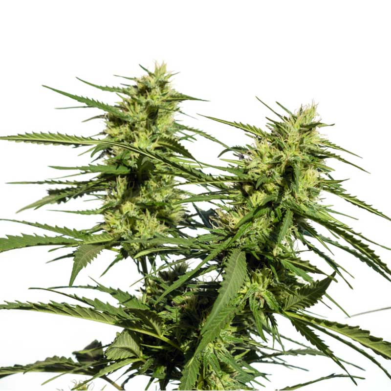 Sour Diesel Autoflower Cvet - KonopljaNet Cvet semena Sour Diesel Autoflower