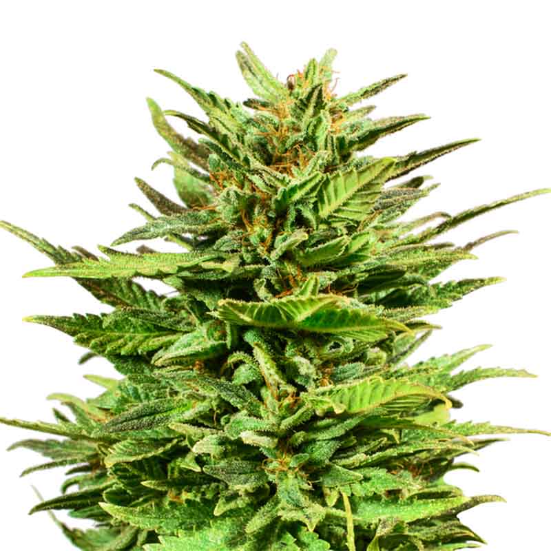 Sour Diesel Classic Cvet - KonopljaNet Cvet semena Sour Diesel Classic
