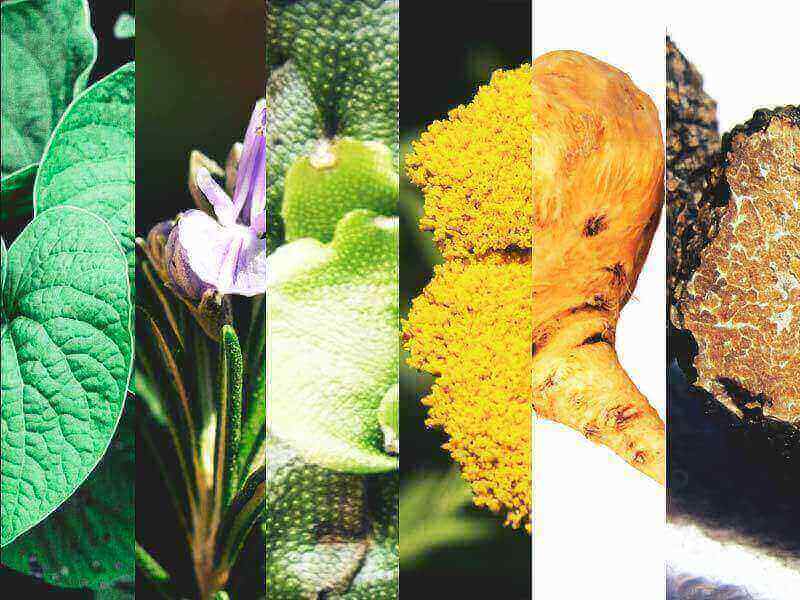 6 rastlin, ki vsebujejo kanabinoide