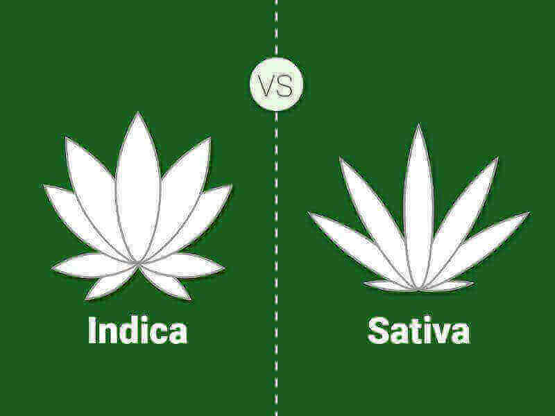 Razlikovanje konoplje