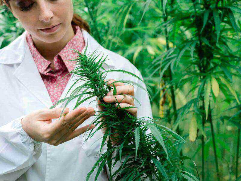 Zdravljenje s konopljo