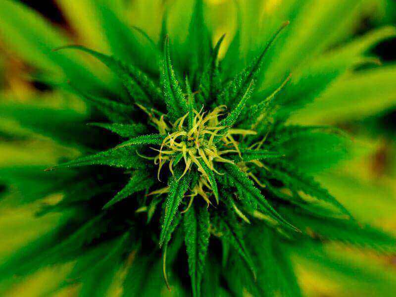 konoplja in fibromialgija