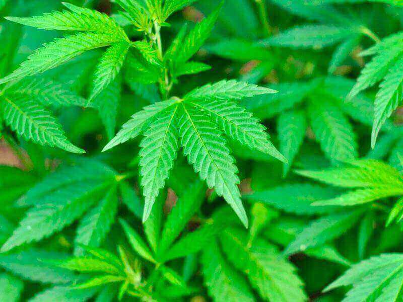 Konoplja za lajšanje bolečin