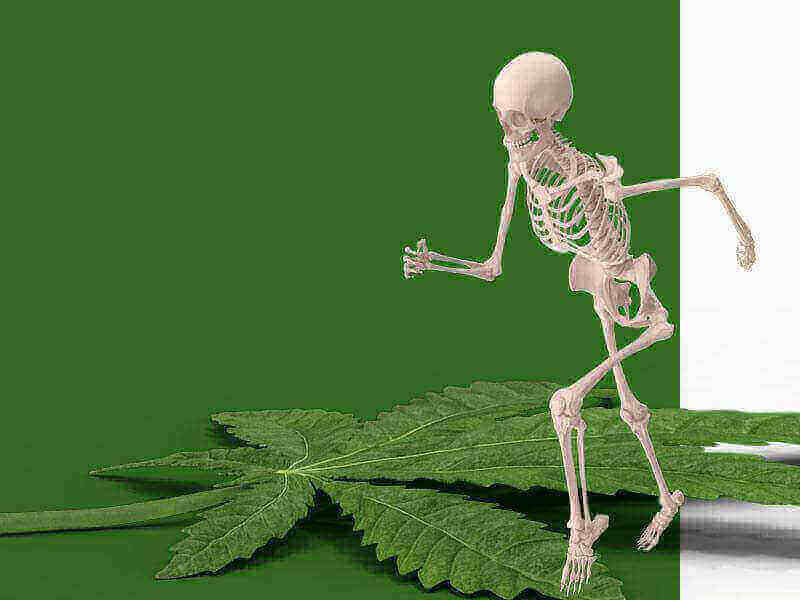 Konoplja krepi kosti