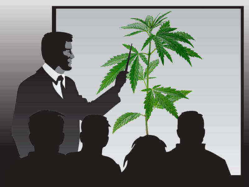 Na Biotehniški fakulteti raste indijska konoplja