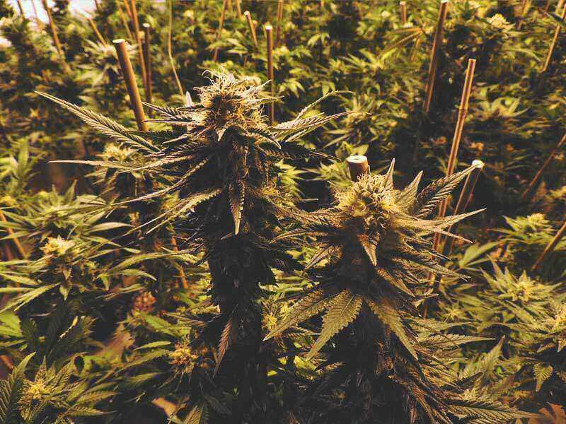 Vrhovno sodišče: Gojenje konoplje ni proizvodnja marihuane