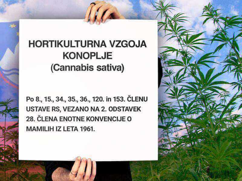 Konoplja Sativa L. je 2. odstavku 28. člena enotne konvencije o mamilih iz leta 1961 dovoljena.