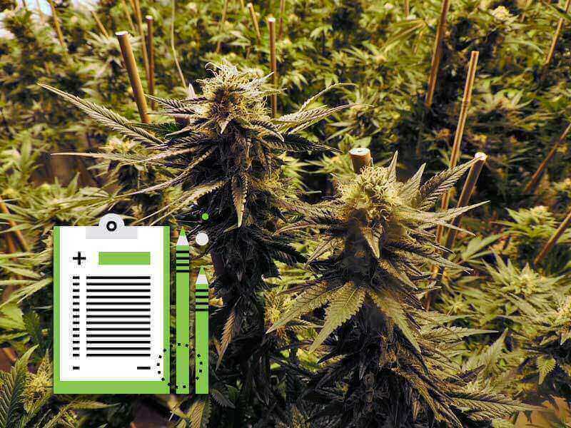 Konoplja in smrt v Sloveniji