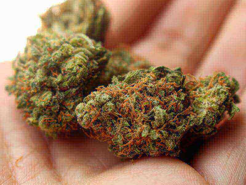 Dekriminalizacija konoplje v Švici