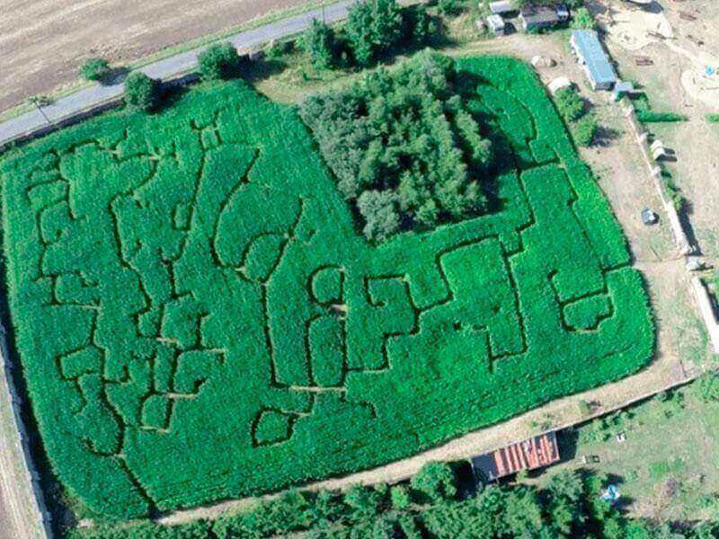 Labirint iz konoplje