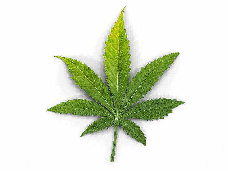 Listi konoplje rumenijo