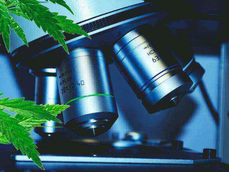 nove raziskave v prid konoplji