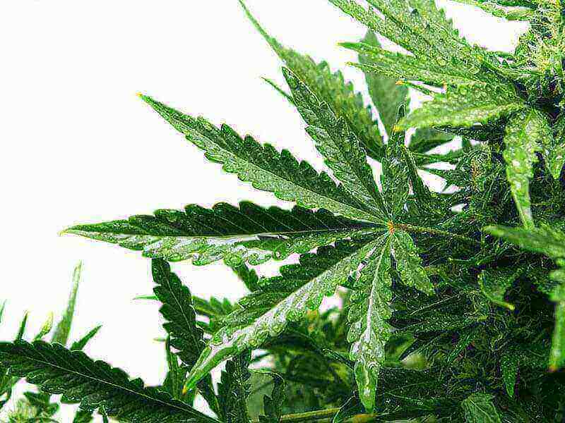 Pridelava industrijske konoplje v Sloveniji